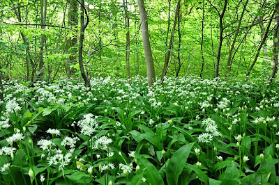 Flowering ramsons covering the forest floor