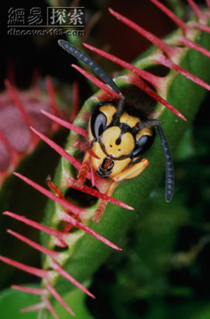 Venus flytrap : ໃນ​ທາງ​ສັບ​ການ​ກະ​ເສດ ມັກ​ເອີ້ນ​ກັນ​ວ່າ ລາ​ຊະ​ນີ​ດັກ​ແມງ​ໄມ້ ເປັນ​ພືດ​ກິນ​ແມງ​ໄມ້ ທີ່​ມີ​ຄວາມ​ສວຍງ​າມກວ່າ​ພືດ​ຫລາຍ​ຊະ​ນິດ ເຊິ່ງ​ມີ​ຕົ້ນ​ກຳ​ເນີດ​ສະ​ເພາະ​ທີ່ ອາ​ເມ​ລິ​ກາ​ເທົ່າ​ນັ້ນ ແລະ ຈະ​ພົບ​ເຫັນ​ສະ​ເພາະ 2 ລັດ​ເທົ່າ​ນັ້ນ North carolina ແລະ ລັດ south carolina