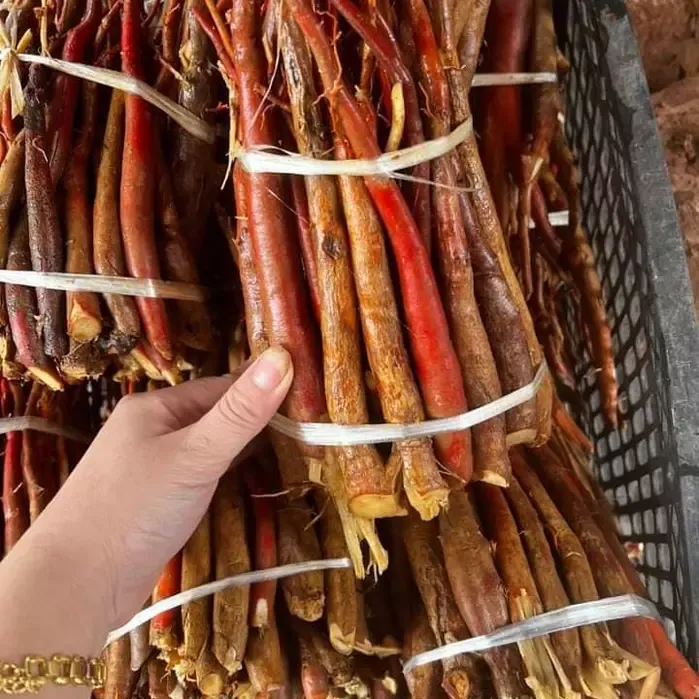 Sâm Cau Đỏ