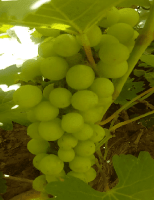 Grapes - Vitis Vinifera