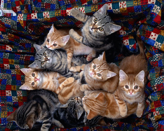 Beautiful Cats HD Wallpaper -05