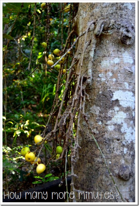 Cape Hillsborough NP | How Many More Minutes?