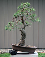 Bonsai de interior