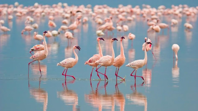 Flamingo HD image