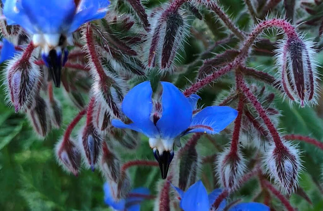 Flores Silvestres - Borragem - Borage (Borago officinalis)  