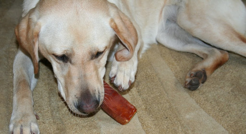 cabana chowing down on the himalayan dog chew