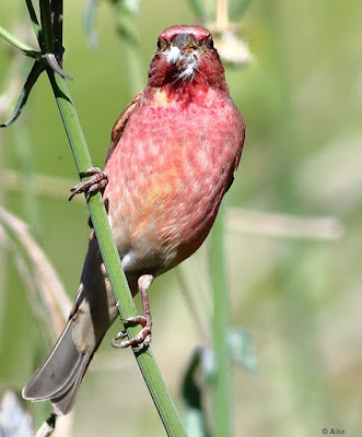 "Common Rosefinch - Carpodacus erythrinus,passage migrant perched on a Prickly sowthistle,feasting on it's seeds."