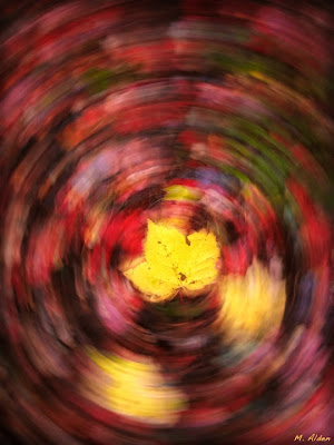 swirling autumn leaves photo by Michael Alden