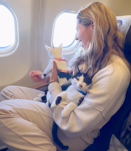 Couple rescue 3 kittens from Serbia and fly them back to Chicago in the cabin