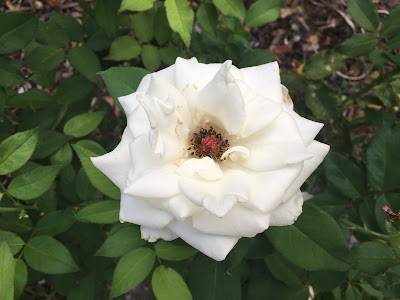 Rose, White - gvan42