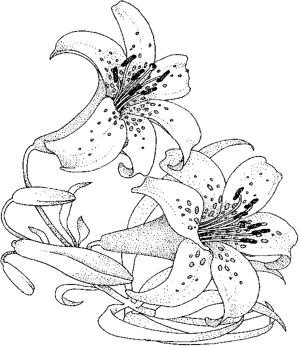 Download Adult Coloring Pages Flowers