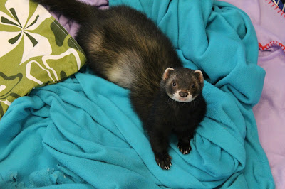 frettinäyttely+wcwfs+ferret+show