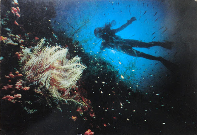 Marine Life postcard