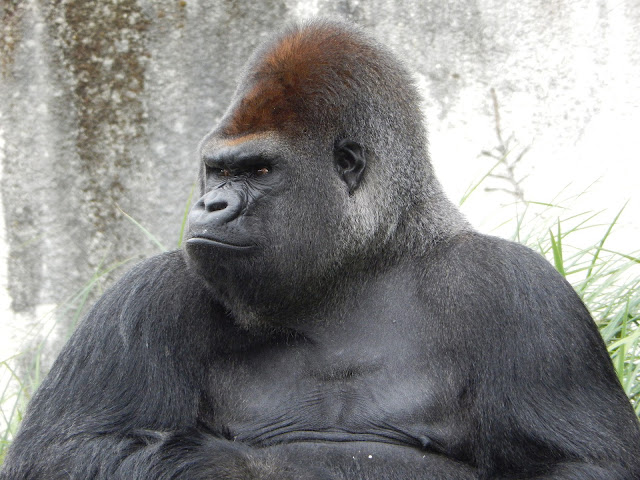 los gorillas tienen un sonido especial para comunicarse con humanos curiosciencia