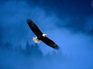 Eagle wallpaper