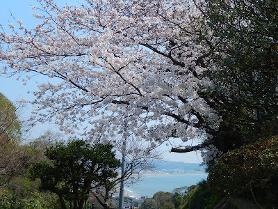 成就院の桜