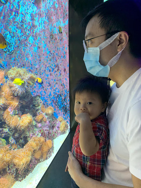 Bringing Babies; A review of S.E.A. Aquarium, Sentosa with Kids