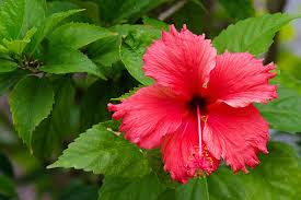 hibiscus-flower