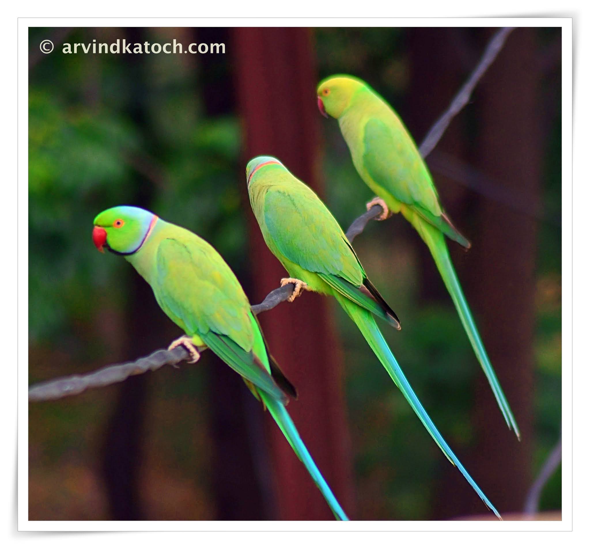 Birds of India | Bird World: Rose-ringed parakeet