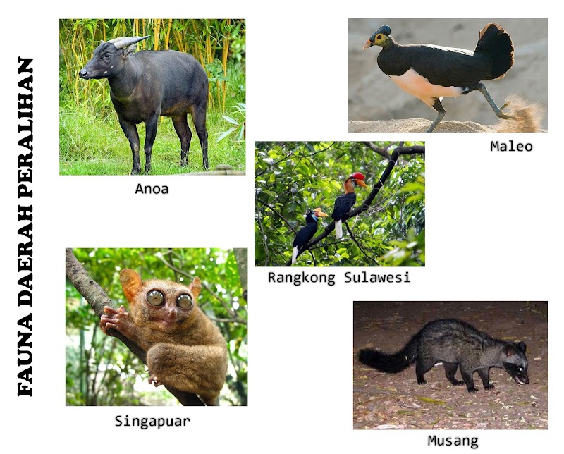 14+ Nama Hewan Fauna Peralihan