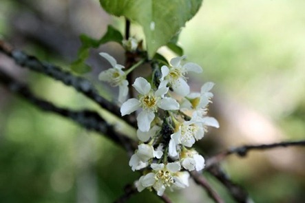 blomst3[1]