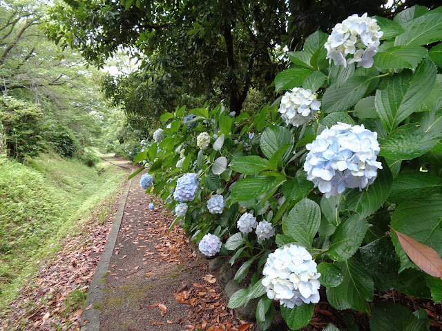 アジサイ（紫陽花）