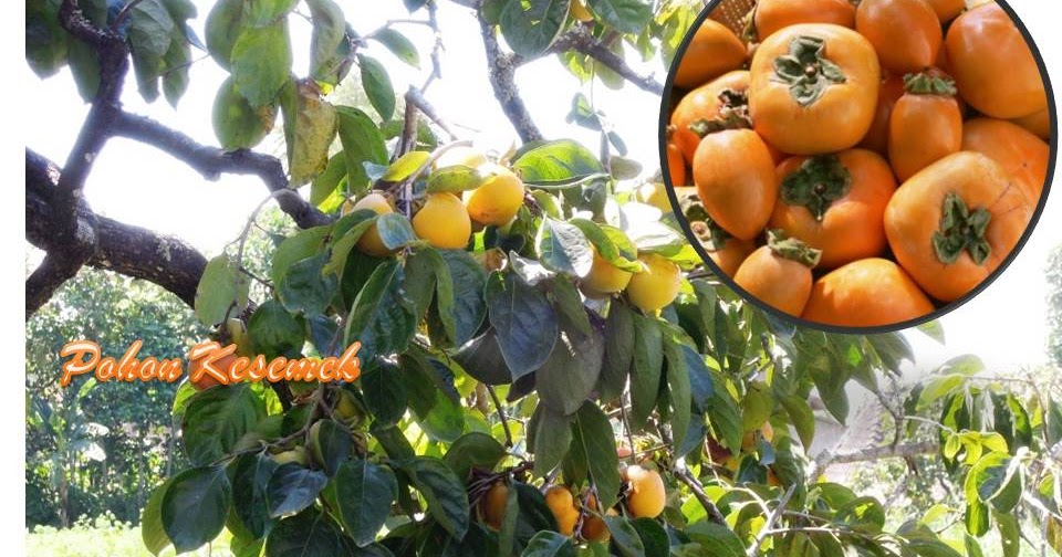 Cara Menanam Tanaman Dalam Bahasa Inggris - Berbagi Tanam