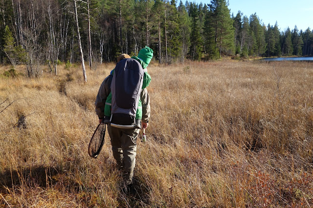 skog sol dalarna tjärn skogstjärn sjö träd myr vass natur mys