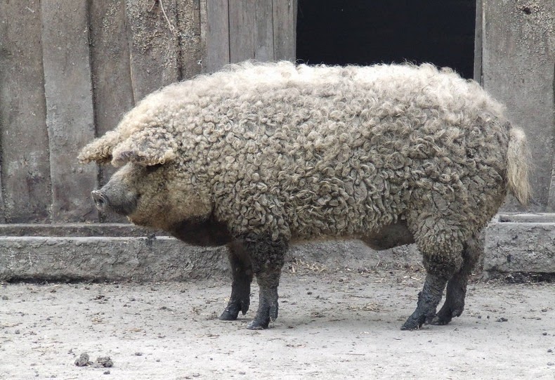 mangalitsa-3