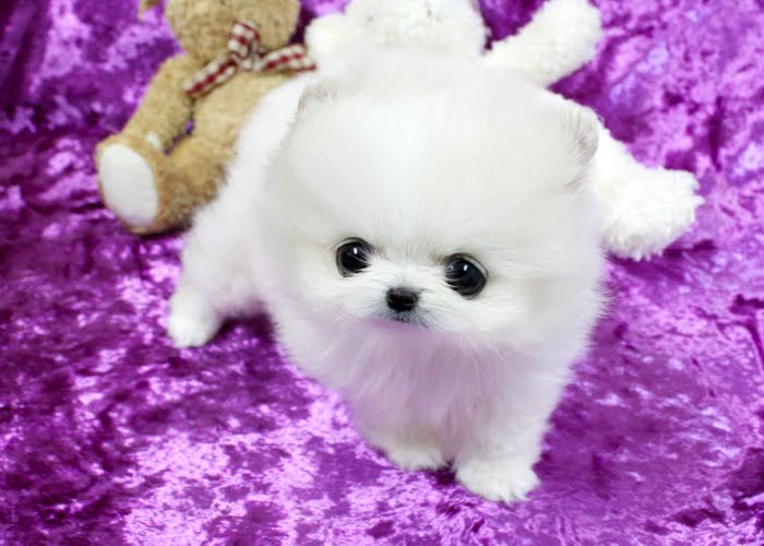 teacup pomeranian puppies for free. Ms Puppy Connection Highest