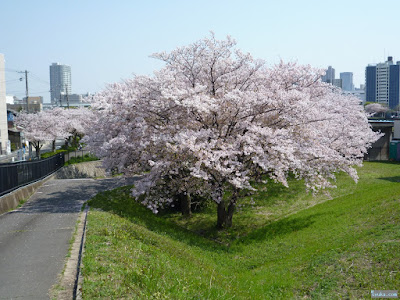 染井吉野