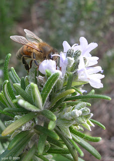 beach bees seem to be much more hyper than their landbound cousins