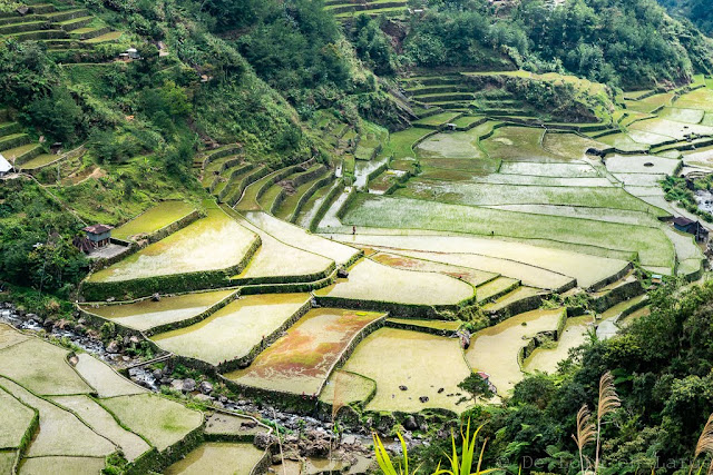 Magulon-Ifugao-Luçon-Philippines