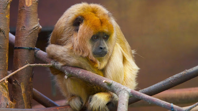 Howler Monkey by Terry Kearney from flickr (PUBLIC-DOMAIN)