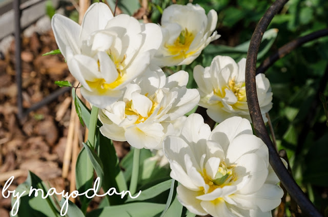 weiße Tulpen gefüllt
