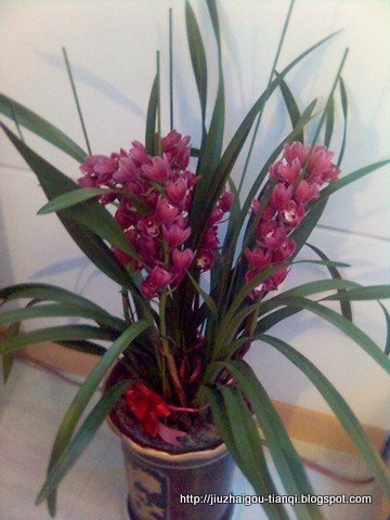 兰花 花:hua-09020511535531