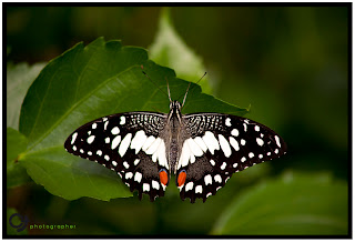 Depth of Field, London Zoo, UK - photo by Claudio Todaro