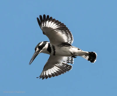 Early morning Pied King Fisher - Woodbridge Island 01