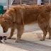 Cão, guia seu tutor até um gatinho abandonado e insiste em levá-lo para casa