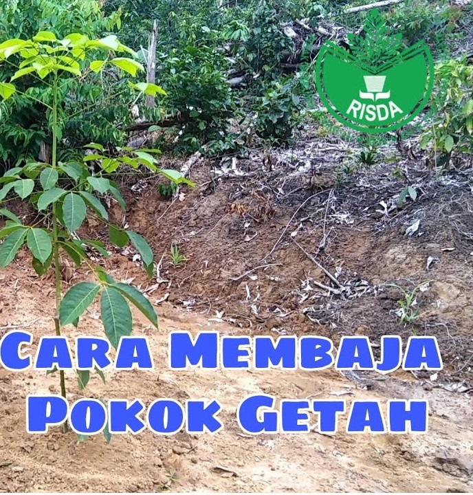 CARA MEMBAJA POKOK GETAH