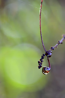Dry tendril hanging with bokeh background