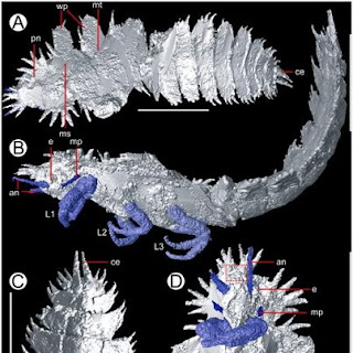 3D-Image-of-300-Million-Years-Old-Insect_2