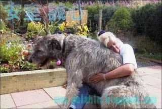 Giant Dogs, How Big It Can Get