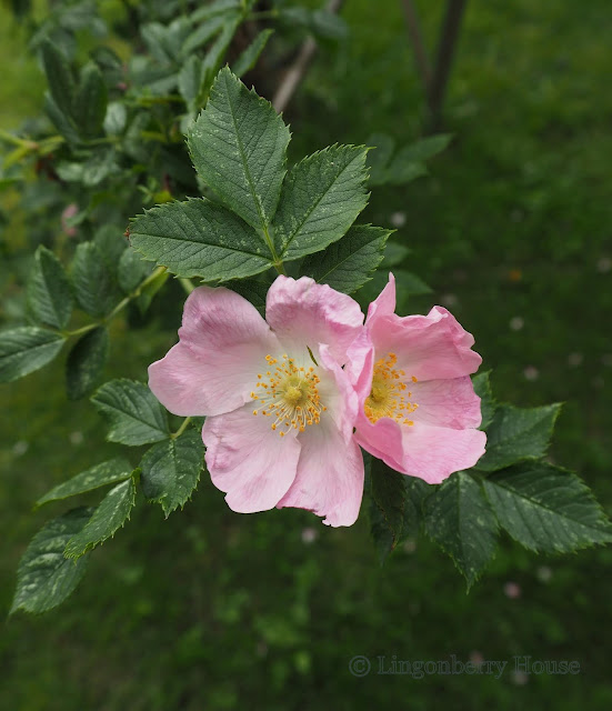 lingonberryhouse, toksinen positiivisuus, kukat, flowers