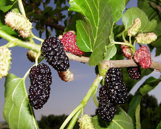 Fruit Alphabetical List - Mulberry