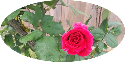 [Image Description] Elliptical photo of a bright pink rose blooming on a bush.