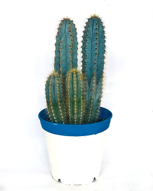 Pilosocereus Azureus kaktüs cactus bitki bakılı nasıl bakılır #pilisocereus #pilisocereus #cactus #kaktüs #bitki #bitkibakımı #kaktüsnasılbakılır #kaktüsbakımı #çiçek #flower #plant