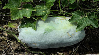 winter melon fruit images wallpaper