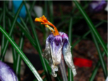WitheredCrocusflower.6KcycEQgVHZd.jpg