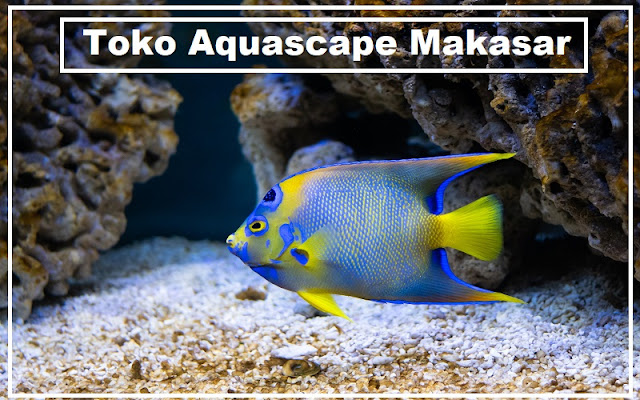 Toko Aquascape Makasar